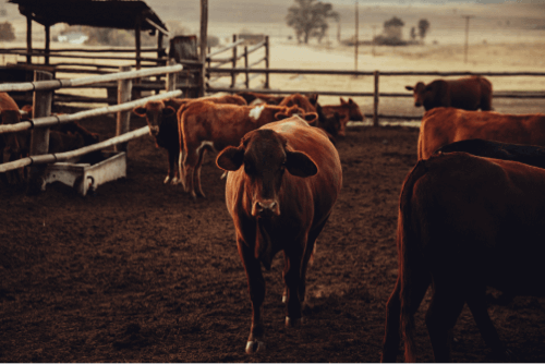 Agriculture and Livestock